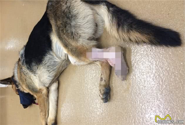 狗狗脚掌增厚变得可爱？可背后犬瘟热等隐患却是不小