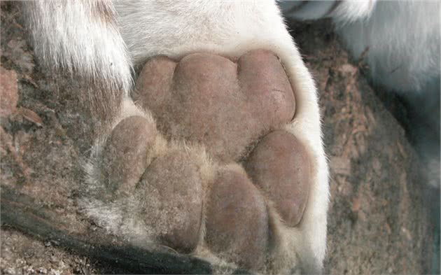狗狗脚掌增厚变得可爱？可背后犬瘟热等隐患却是不小