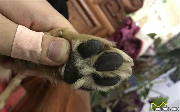 狗狗脚掌增厚变得可爱？可背后犬瘟热等隐患却是不小
