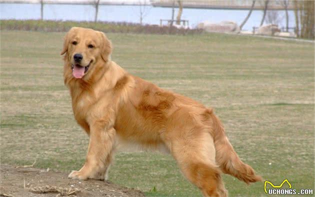 狗狗脚掌增厚变得可爱？可背后犬瘟热等隐患却是不小