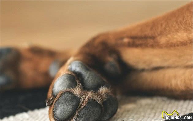 狗狗脚掌增厚变得可爱？可背后犬瘟热等隐患却是不小