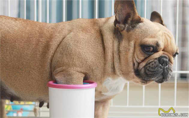 狗狗脚掌增厚变得可爱？可背后犬瘟热等隐患却是不小