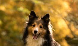 百加世GO告诉你：新手养狗物品准备指南