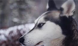 蓝狗的眼睛