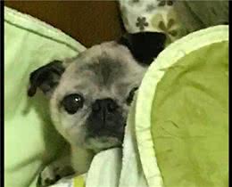 主人给狗狗剪指甲，它害怕的跑走躲在角落里偷看，眼神好悲伤呀