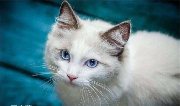 波米拉猫的特征，优缺点和饲养方法注意