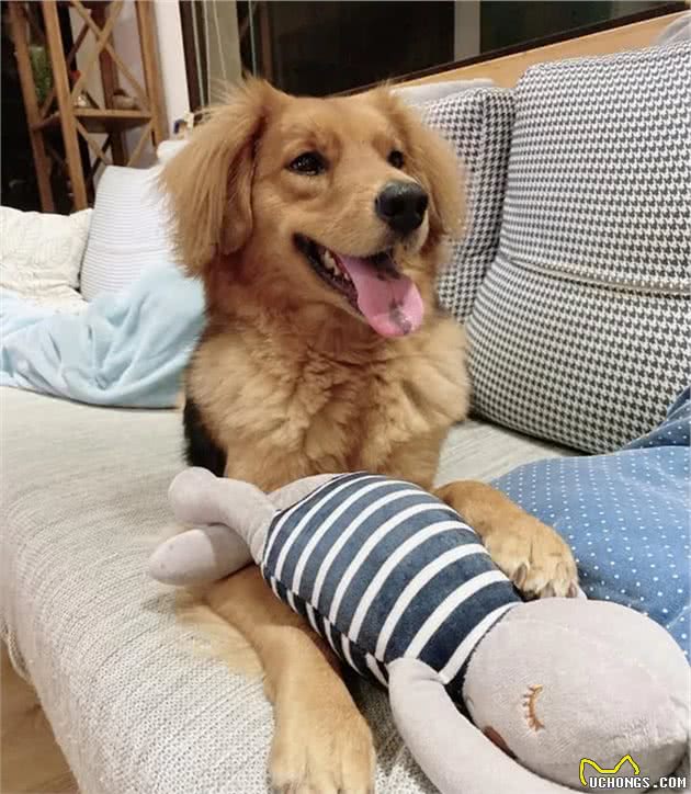 妈称赞邻居家狗狗聪明会开门，当晚爱犬吃醋狂示范开门：我也会嘛