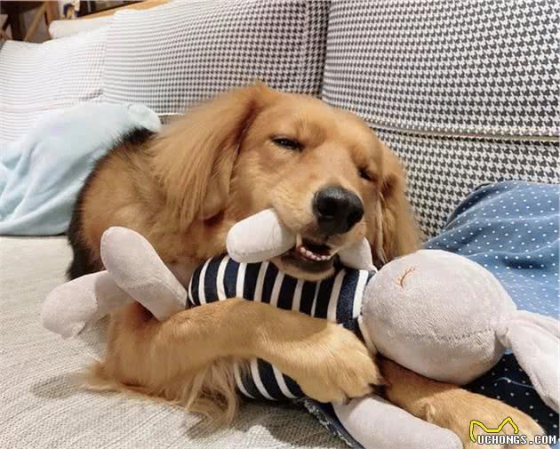 妈称赞邻居家狗狗聪明会开门，当晚爱犬吃醋狂示范开门：我也会嘛