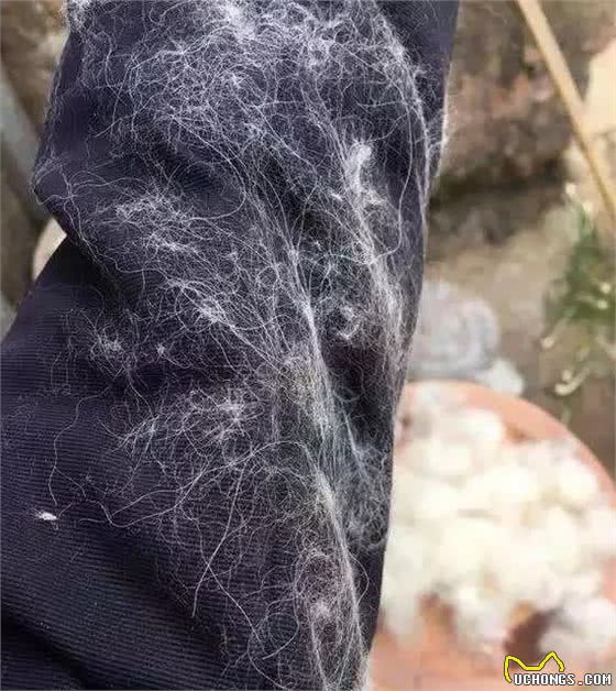 掉毛季来袭，准备好薅狗毛了吗