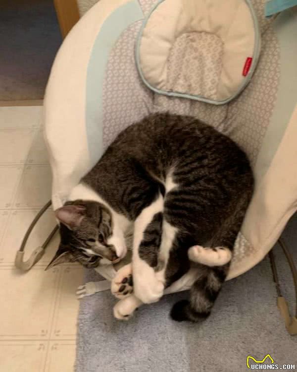 猫咪起初高冷无情，孩子出生后变得特别亲人，其实背后另有目的