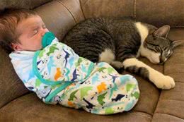 猫咪起初高冷无情，孩子出生后变得特别亲人，其实背后另有目的