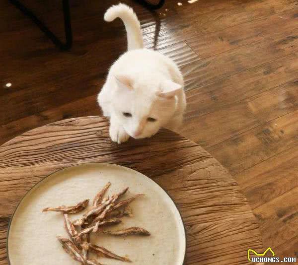 辟谣：猫不用吃猫粮，农村猫吃剩饭活得也挺好，其实那只是零食
