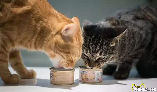 辟谣：猫不用吃猫粮，农村猫吃剩饭活得也挺好，其实那只是零食