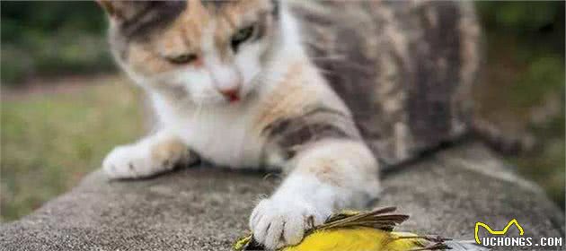 辟谣：猫不用吃猫粮，农村猫吃剩饭活得也挺好，其实那只是零食