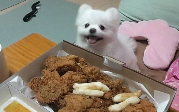 这样养狗，只会让狗狗身体更差，你可能还不知道