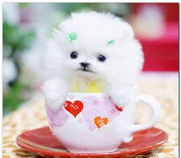 茶杯犬多少钱一只，茶杯犬好养吗