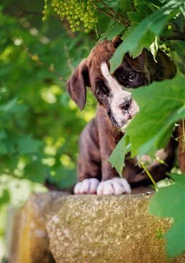 狗狗的陪伴可以让抑郁的孩子好转，但有人却把狗从七楼推了下去