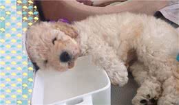 狗狗出现这些情况，可服用益生菌调理肠胃