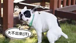 犬的便秘及治疗