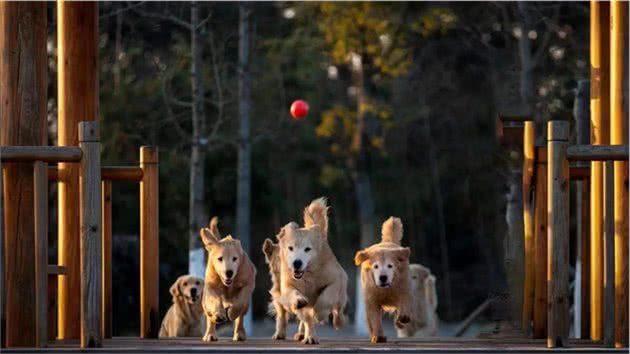 犬的品种与习性