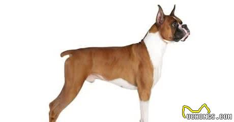 憨态可掬的斗牛犬，几个世纪前可是英国人养来咬牛的