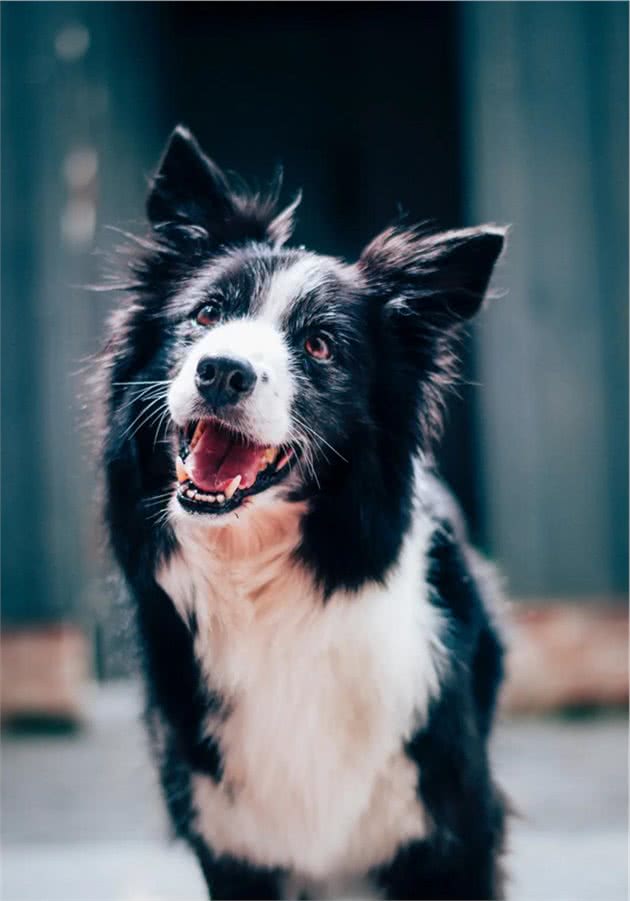 边牧明明智商排第一，为什么却当不了警犬？