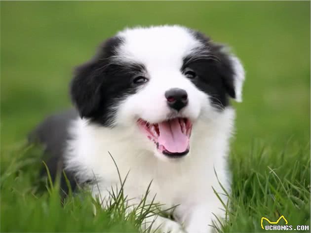 边牧明明智商排第一，为什么却当不了警犬？