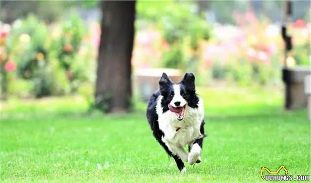 边牧明明智商排第一，为什么却当不了警犬？