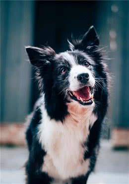边牧明明智商排第一，为什么却当不了警犬？
