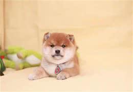 柴犬和秋田犬有啥区别？看这三点