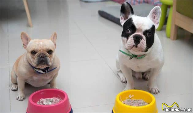 法国斗牛犬为什么越来越火了？这6点或许就是原因！