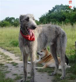 训犬师也不知道的秘密：猎犬并不“打猎”