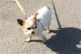 柴犬被哈士奇带偏，公园偶遇后学会拆家经验，回家就将娃娃破坏！