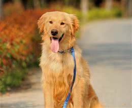 汪星人：狗会晒伤吗？需要防晒霜吗？