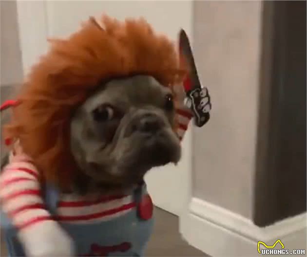狗狗穿上鬼娃服装，边走边狂甩菜刀，眼睛凶狠都要突出来了