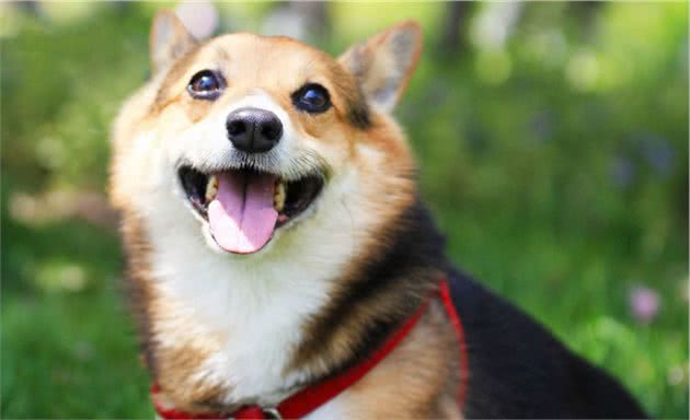 柯基犬肠胃不好怎么办？这5点须重视
