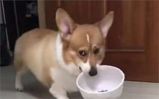 柯基犬肠胃不好怎么办？这5点须重视