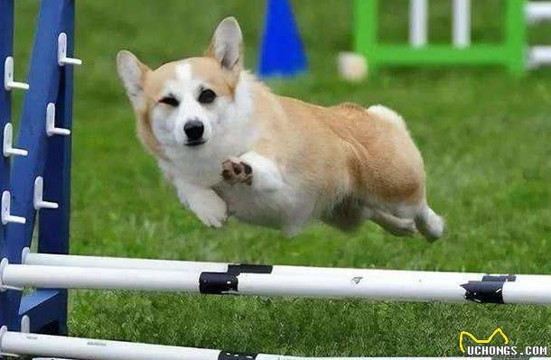 柯基犬肠胃不好怎么办？这5点须重视