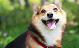 柯基犬肠胃不好怎么办？这5点须重视