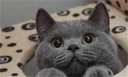 养猫，就选英国短毛猫，理由有6个！
