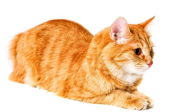 每天带你了解一种猫—曼克斯猫