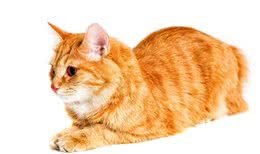 每天带你了解一种猫—曼克斯猫