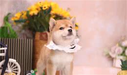 怎么选购纯种柴犬？品相、血统、健康缺一不可