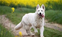 世界上最小的10个牧羊犬品种