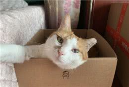 辟谣：猫咪和狗狗永远是冤家？不一定，做到这些能使它们成为朋友