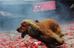 带狗出门玩5个常见的突发状况，以及给主人的小建议