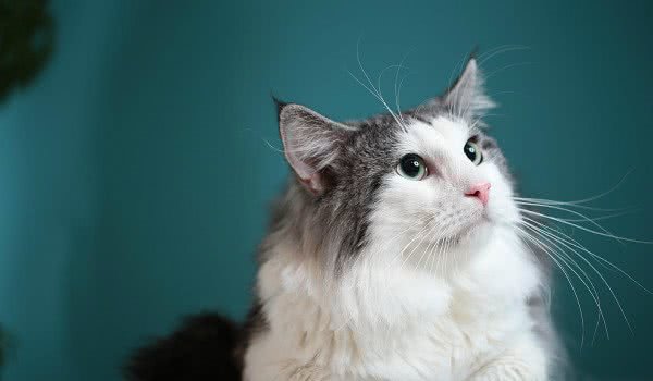 盘点那些总因外貌相似而被认错的猫咪