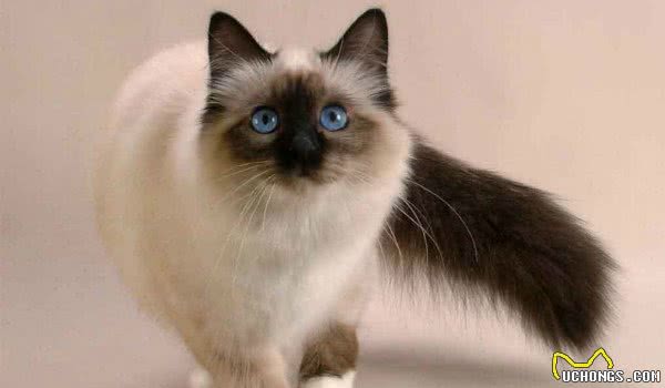 盘点那些总因外貌相似而被认错的猫咪