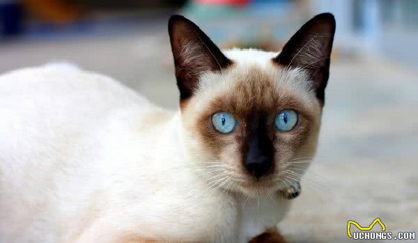 盘点那些总因外貌相似而被认错的猫咪