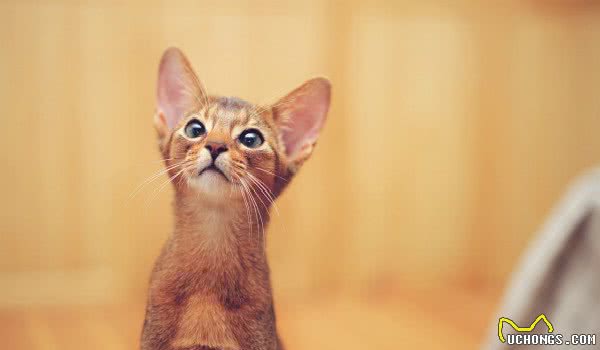 盘点那些总因外貌相似而被认错的猫咪